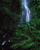 "I think all the images depicting the serenity of the falling water. draws the viewer into its peacf