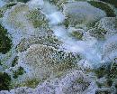"Mammoth hot springs. lower terraces.  Heat. water. limestone. and rock fracture combine to create t